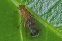 Suillia variegata