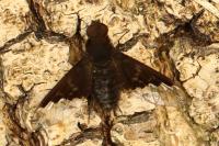 Hemipenthes morio