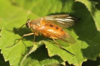 Rhagio tringarius