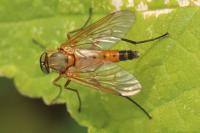 Rhagio tringarius