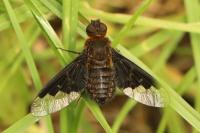 Hemipenthes morio