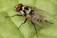 Anthomyia procellaris