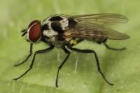 Anthomyia procellaris