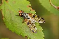 Otites porcus