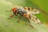 Otites porcus
