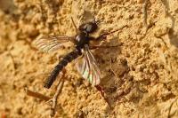 Bibio lanigerus