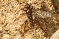 Bibio lanigerus
