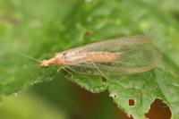 Chrysoperla