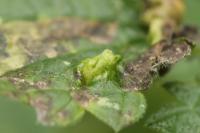 Dasineura urticae