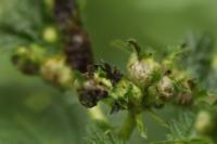 Dasineura urticae