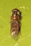 Episyrphus balteatus