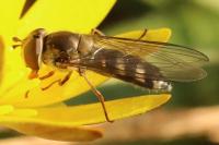 Meliscaeva auricollis