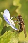 Cheilosia pagana