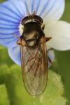 Cheilosia pagana