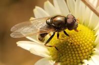 Cheilosia pagana