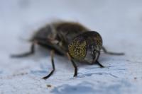 Eristalinus aeneus