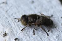 Eristalinus aeneus