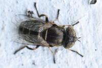 Eristalinus aeneus