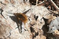 Bombylius major