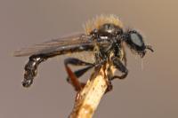 Bibio lanigerus