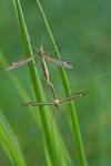 Tipula lateralis