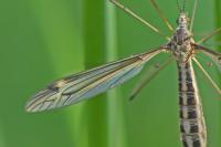 Tipula lateralis