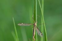 Tipula lateralis