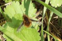 Bombylius major