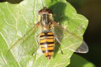 Episyrphus balteatus