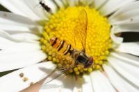 Episyrphus balteatus