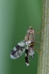 Tephritis formosa