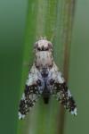 Tephritis formosa