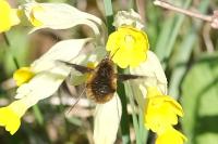 Bombylius major
