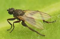 Copromyza equina
