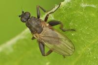 Copromyza equina