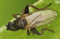 Copromyza equina