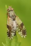 Tephritis neesii