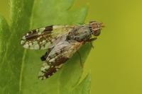 Tephritis neesii