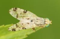 Tephritis hyoscyami