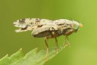 Tephritis hyoscyami