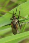 Empis tessellata