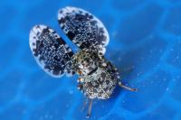 Callopistromyia annulipes