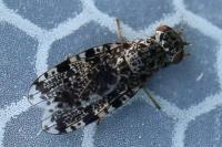 Callopistromyia annulipes