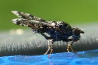 Callopistromyia annulipes