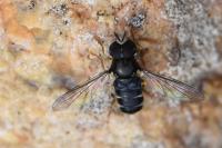 Paragus pecchiolii