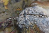Tipula lateralis