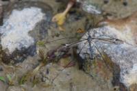 Tipula lateralis