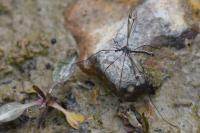 Tipula lateralis