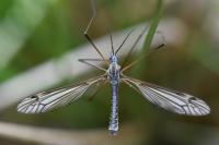 Tipula lateralis