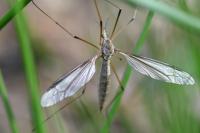 Tipula lateralis